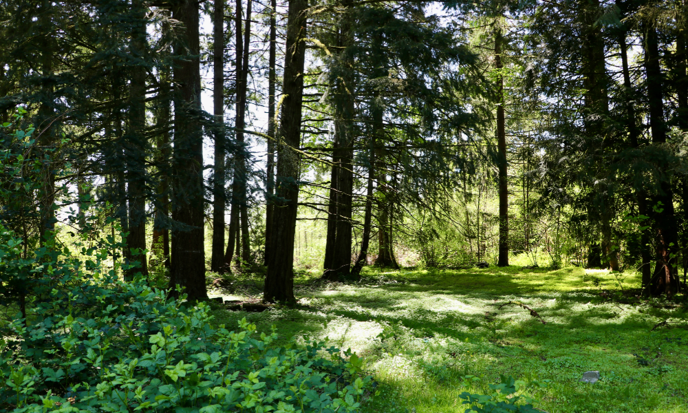 An image of the undeveloped wooded parcel within the Vancouver Innovation Center. Large fir trees filter dappled sunlight onto a small, grassy meadow.